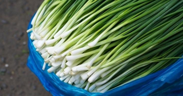 Growing onions in a bag in toilet paper