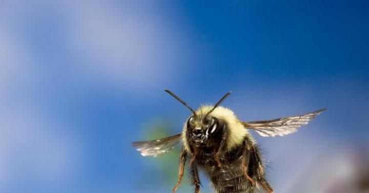 Faits intéressants sur les bourdons Bumblebee viole les lois de l'aérodynamique