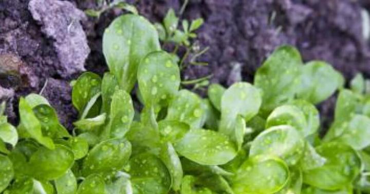 Salata de porumb - retete, cultivare, proprietati utile, fotografii Retete de salata de porumb