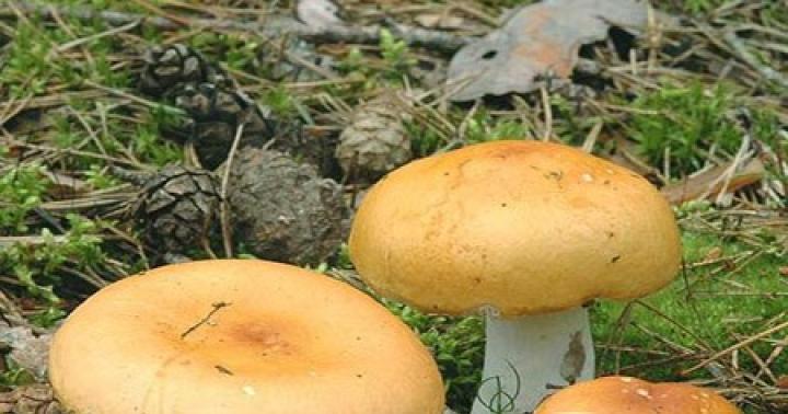 Russula шар - маш тод мөөг Алтан шар Руссула ургадаг газрууд