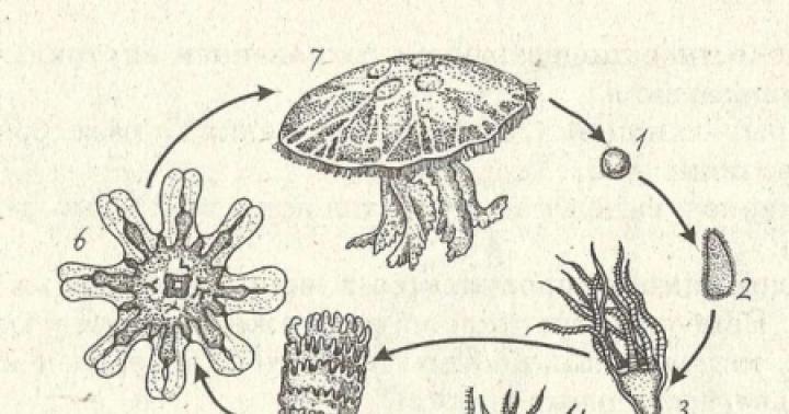 Tüüp coelenterates bioloogia